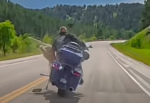 Deer-harley-accident-1.png